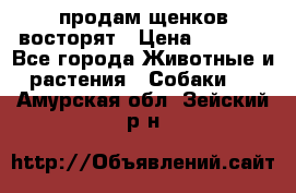 продам щенков восторят › Цена ­ 7 000 - Все города Животные и растения » Собаки   . Амурская обл.,Зейский р-н